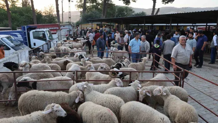 Aydın'da kurbanlıklar pazara indi