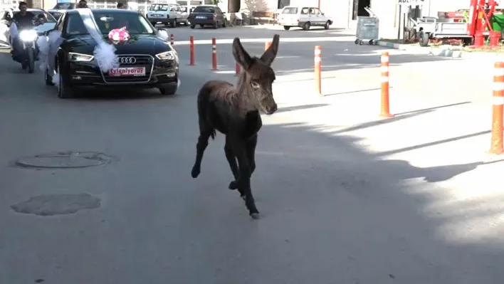 Bak şu sıpanın yaptığına: İki kilometrelik düğün konvoyuna en önde böyle eşlik etti