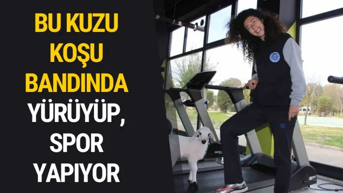 Bildiğiniz tüm kuzuları unutun: Bu kuzu koşu bandında yürüyüp, spor yapıyor