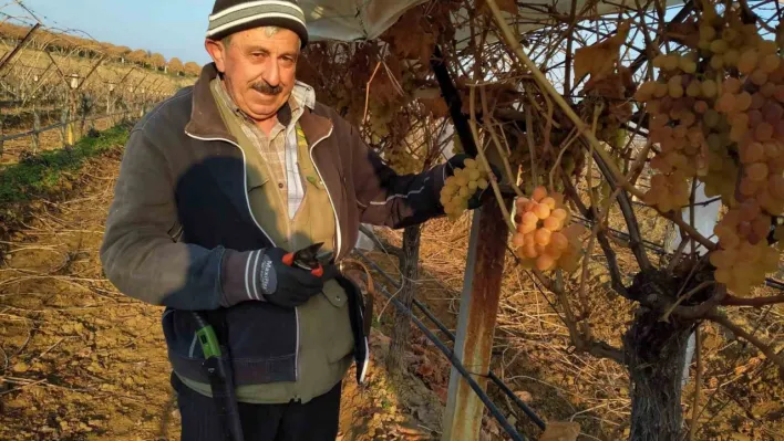 Manisa'da Bir yandan budak yapıyorlar bir yandan üzüm yiyorlar