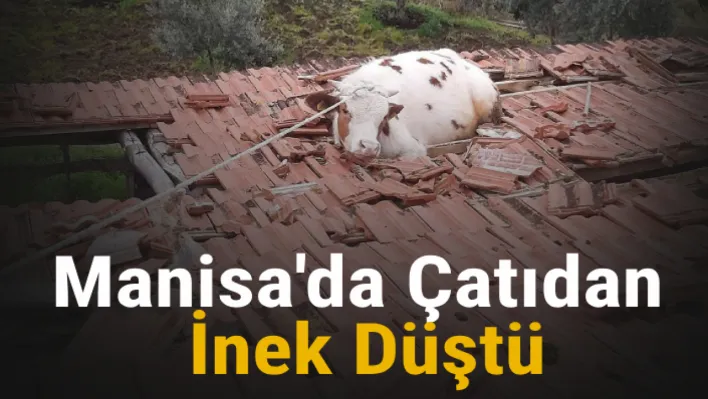 Manisa'da Çatıdan inek düştü