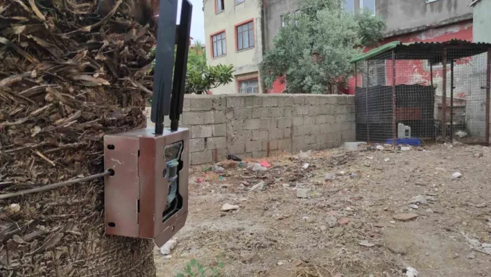 Piton yılanı alarmı: Bulunması için fotokapan kuruldu