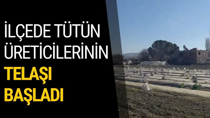 İlçede tütün üreticilerinin telaşı başladı