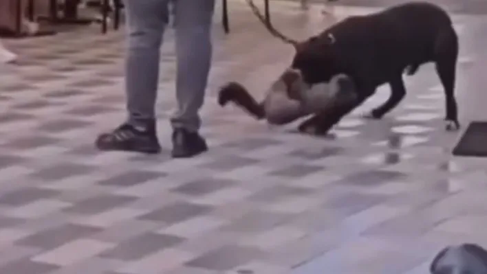 İzmir'de yasaklı ırk köpek kediyi nefessiz bıraktı, sahibi gözaltına alındı