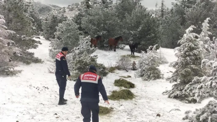 Jandarma yaban hayvanları için yemleme çalışması yaptı