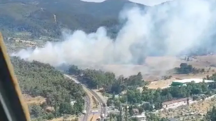 Kemalpaşa'da orman yangını