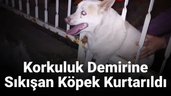 Korkuluk demirine sıkışan köpek kurtarıldı