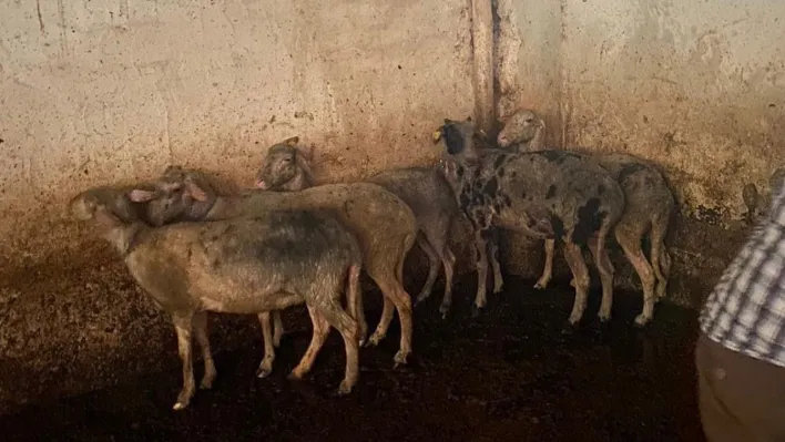 Koyunları telef olmaktan itfaiye ekipleri kurtardı