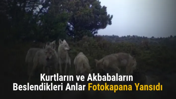 Kurtların ve akbabaların beslendikleri anlar fotokapana yansıdı