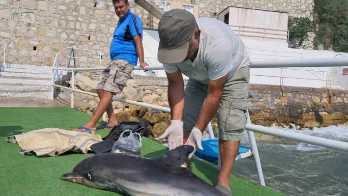 Kuşadası'nda ölü yunus karaya vurdu