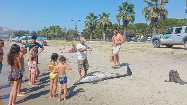 Kuşadası'nda ölü yunus sahile vurdu