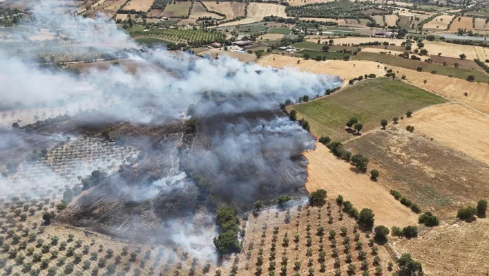 Manisa'da ekin tarlasında yangın: 35 dönüm kül oldu