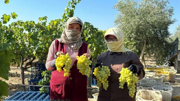 Manisa'da erkence üzümde hasat başladı