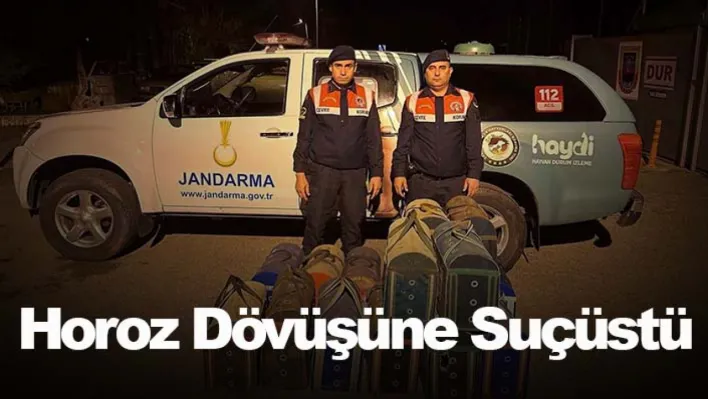 Manisa'da horoz dövüşüne suçüstü