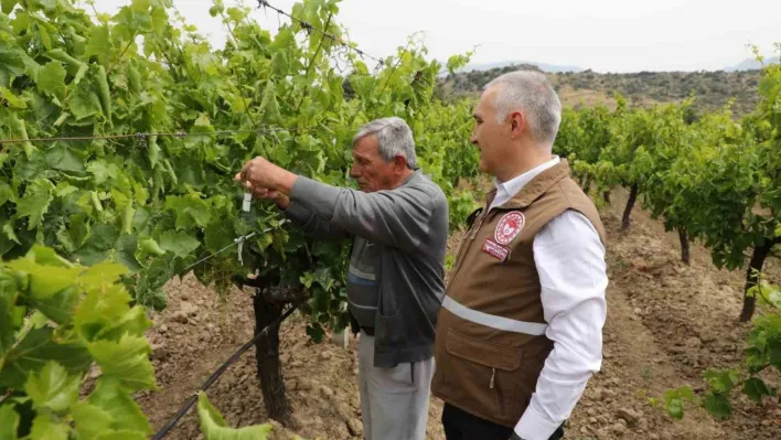 Manisa'da 'Samuray Arıcığı' salımı yapıldı