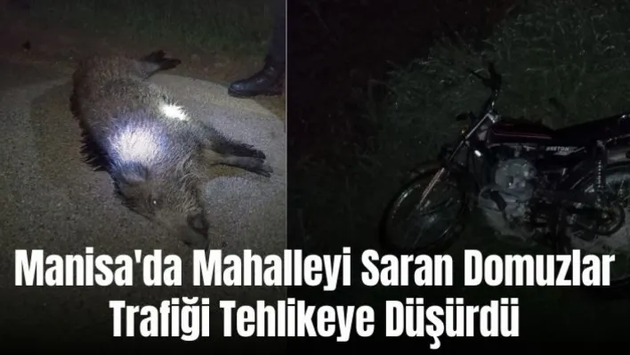 Manisa'da mahalleyi saran domuzlar trafiği tehlikeye düşürdü