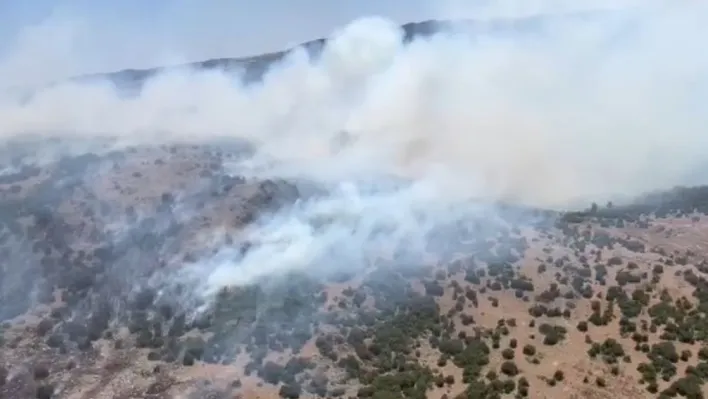 Manisa'da orman yangını