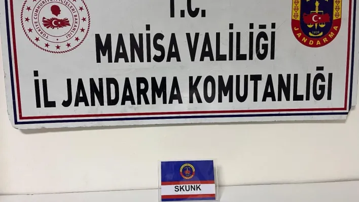 Manisa'da şüpheliden skunk ele geçirildi