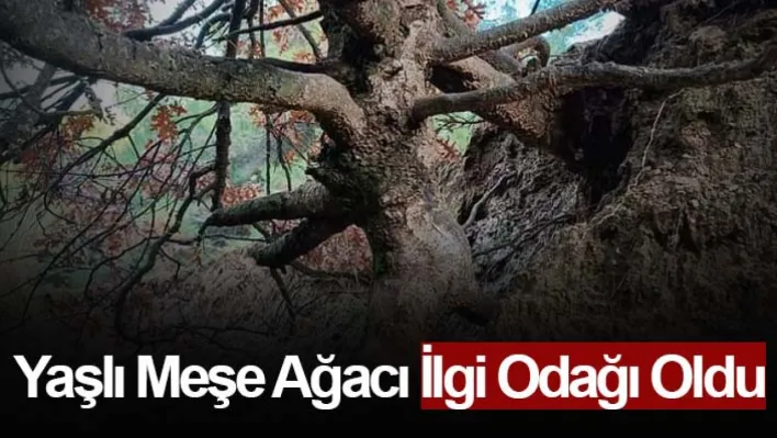 Manisa'da Yaşlı meşe ağacı ilgi odağı oldu