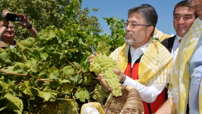 Manisa'nın Çekirdeksiz Sultaniye üzümün hasadı Bakan Yumaklı'dan