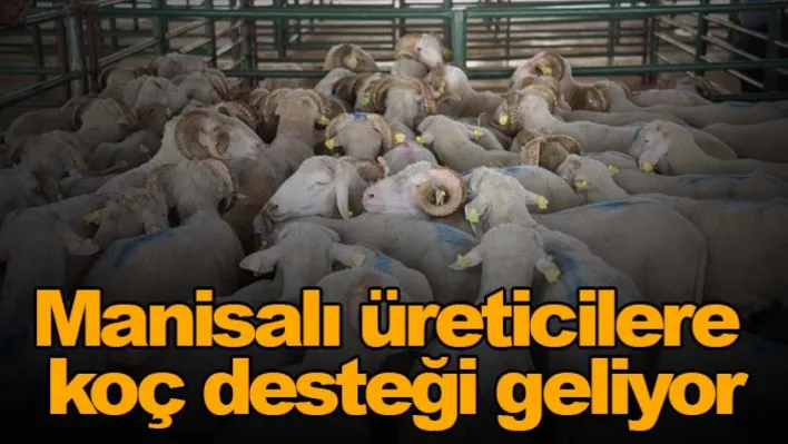 Manisalı üreticilere koç desteği geliyor