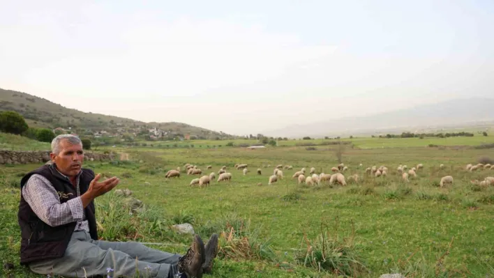 Ömrünü çok sevdiği koyunlarına adadı