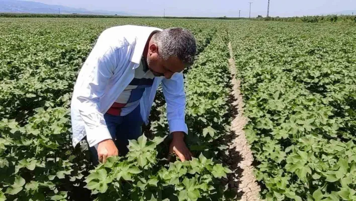 Pamuk üreticilerine yeşil kurt uyarısı