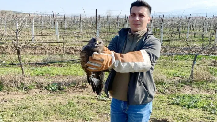 Manisa'da yaralı halde bulunan şahin tedavi altına alındı