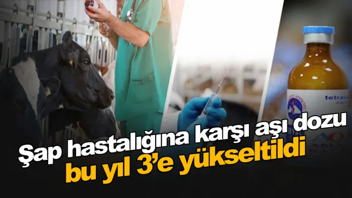 Şap hastalığına karşı aşı dozu bu yıl 3'e yükseltildi