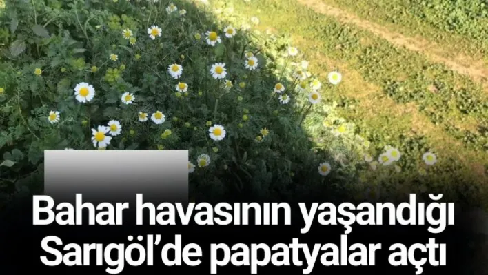 Sarıgöl'de papatyalar açtı