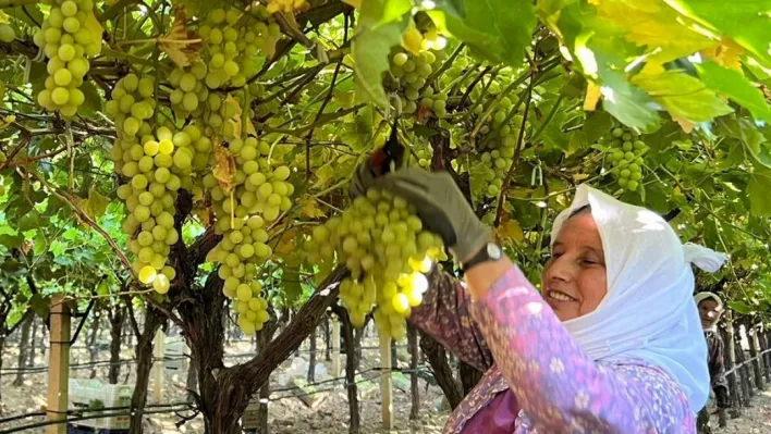 Sarıgöl'de üzüm hasadı başladı