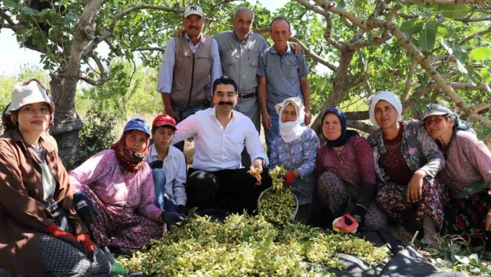 Selendi'de yeşil altında hasat başladı