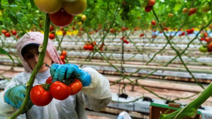 Seracılığın merkezi Hollanda'ya Manisa seralarından domates ihracatı