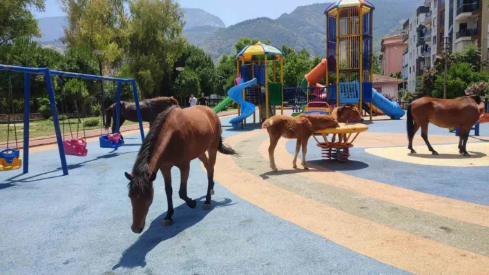 Sıcaktan bunalan yılkı atları çocuk parkına indi