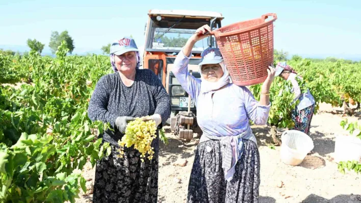 Susuz yetişen meşhur Bekilli üzümünde hasat zamanı