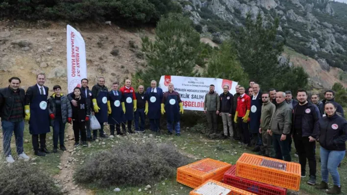 Manisa'da Tarım zararlılarıyla mücadele için doğaya keklik salındı