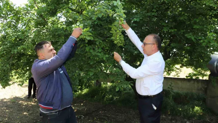 Turgutlu Belediyesi 'En güzel erik' yarışması düzenliyor