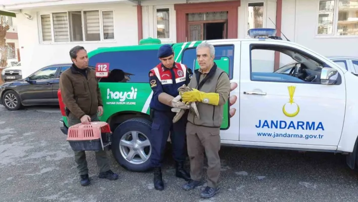 Manisa'da Yaralı bulunan şahin tedavi altına alındı