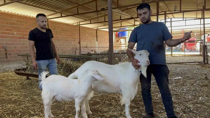 Yetenekli keçi 3 kişinin işini tek başına yapıyor