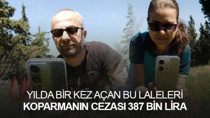 Yılda bir kez açan bu laleleri koparmanın cezası 387 bin lira