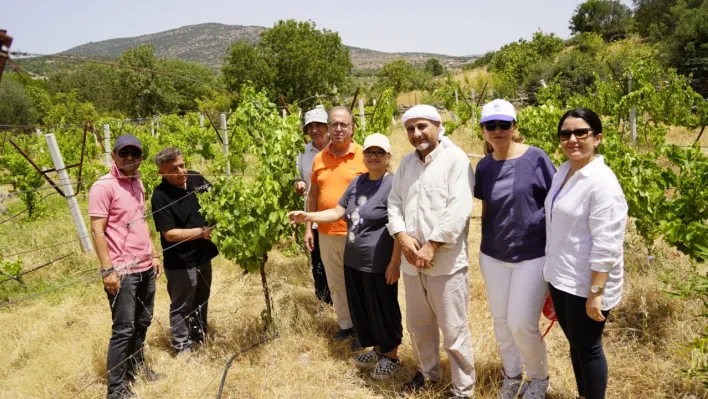 Yunusemre'de organik bağcılık devam ediyor