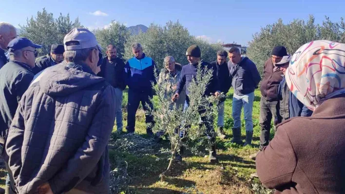 Manisa'da Zeytin budamayı uygulamalı öğrendiler